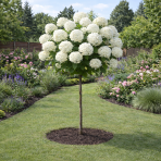 Hortenzia stromčekovitá (Hydrangea arborescens) ´ANNABELLE´ - výška 100-120 cm, kont. C3L - NA KMIENKU